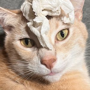 Meet your Posher, Lukas